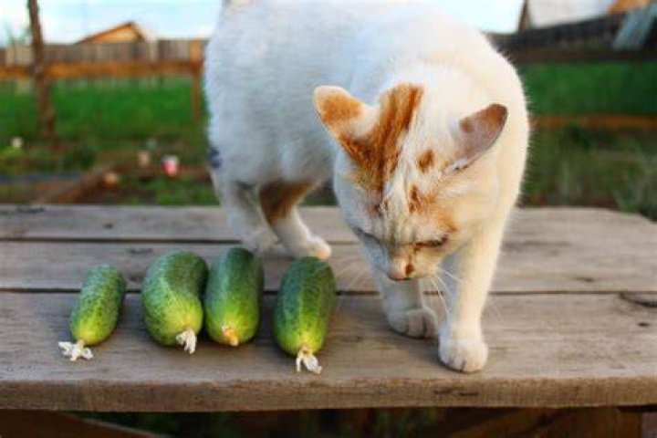 Cats and Cucumbers: Understanding the Fascination