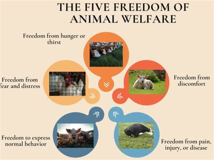 CT Humane Society: A Comprehensive Guide to Animal Welfare and Adoption