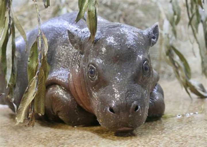 Discovering the Adorable World of Baby Pygmy Hippopotamus Hippo
