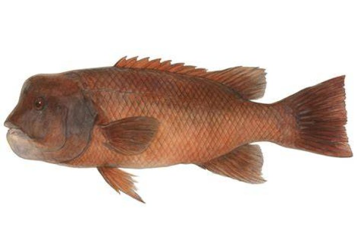 Discovering the Asian Sheepshead Wrasse: A Comprehensive Guide