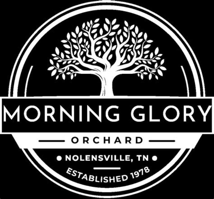 Discovering the Charm of Morning Glory Orchard