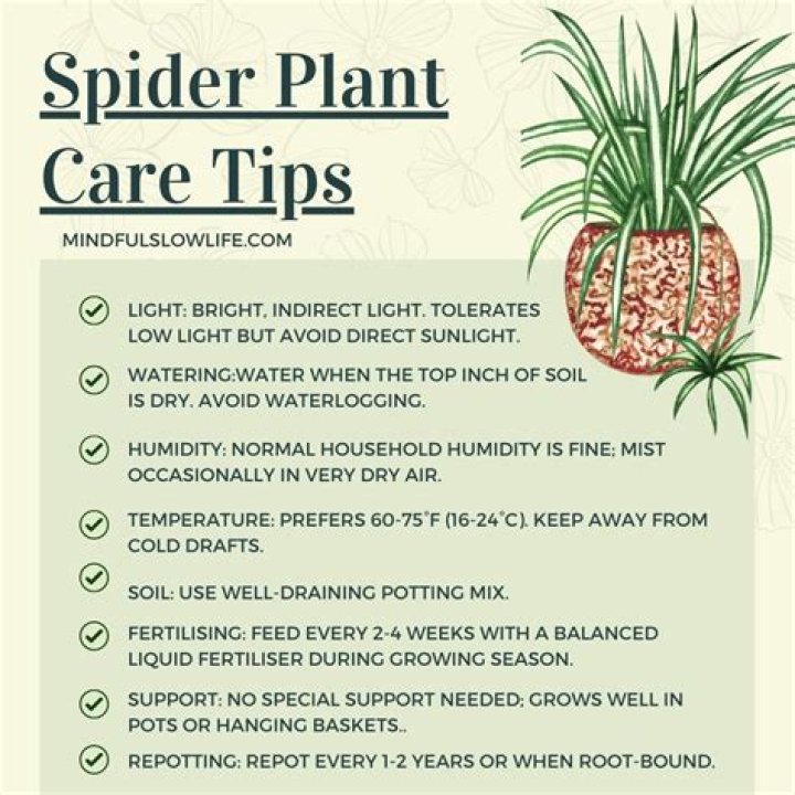 Mastering the Art of Spider Plant Care: How Often to Water Your Green Companion