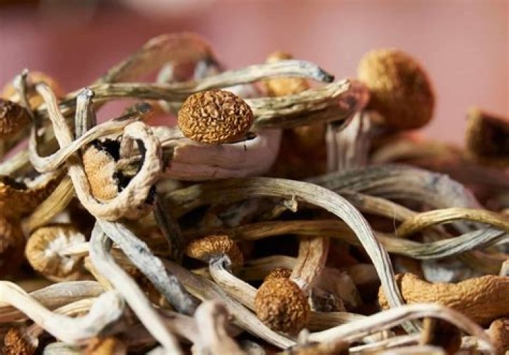 Shrooms Q: The Comprehensive Guide to Psilocybin Mushrooms