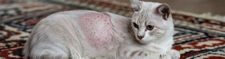 Taylor Swift's Cats: A Deep Dive into the Feline Companions of the Pop Icon