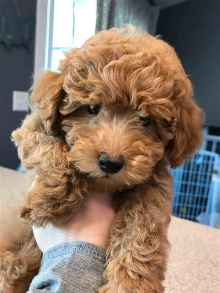 Teacup Golden Doodle: The Perfect Companion for Dog Lovers