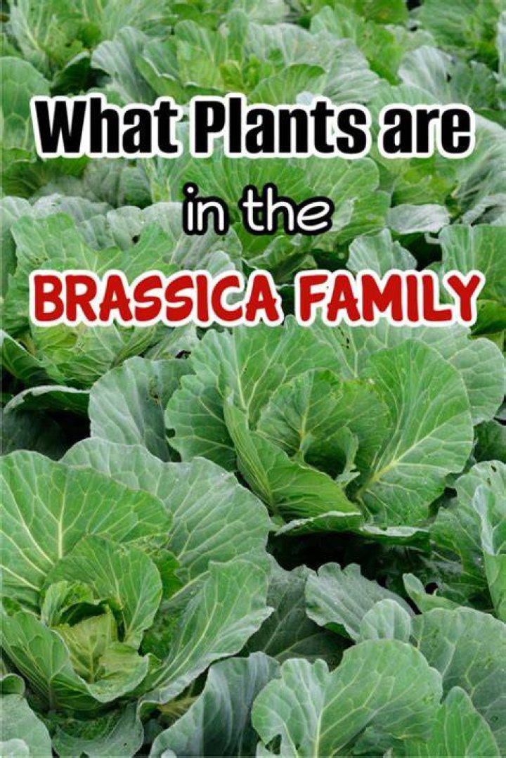 Understanding Oleracea Brassica: The Nutritional Powerhouse of the Brassica Family