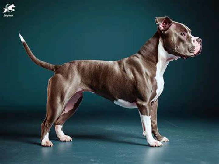 Understanding the Life of a Pitbull Wife: Love, Loyalty, and Lifestyle