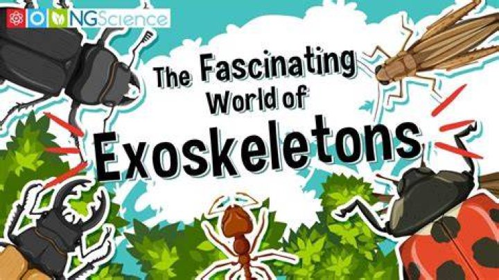 Unveiling the Fascinating World of Vosotros Meaning