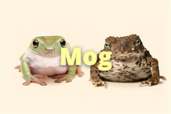 Unveiling the Mystery: What Does MOG Mean in Slang?