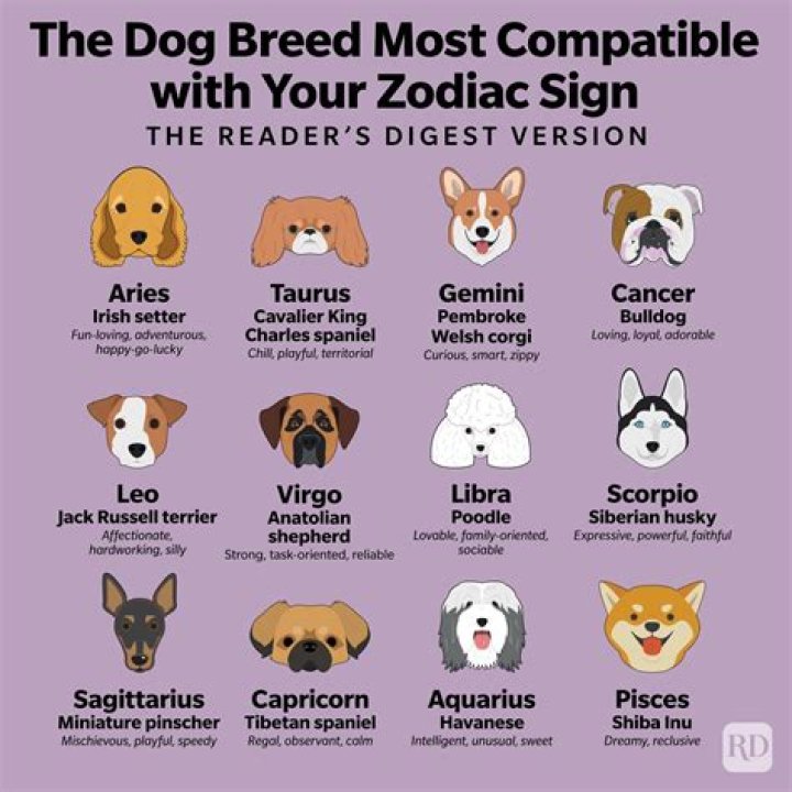 Which Bomboclaat Dog I Am: A Fun Exploration of Your Dog Personality